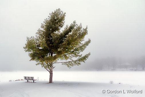 Bench & Tree_21304.jpg - Photographed along the Rideau Canal Waterway at Smiths Falls, Ontario, Canada.